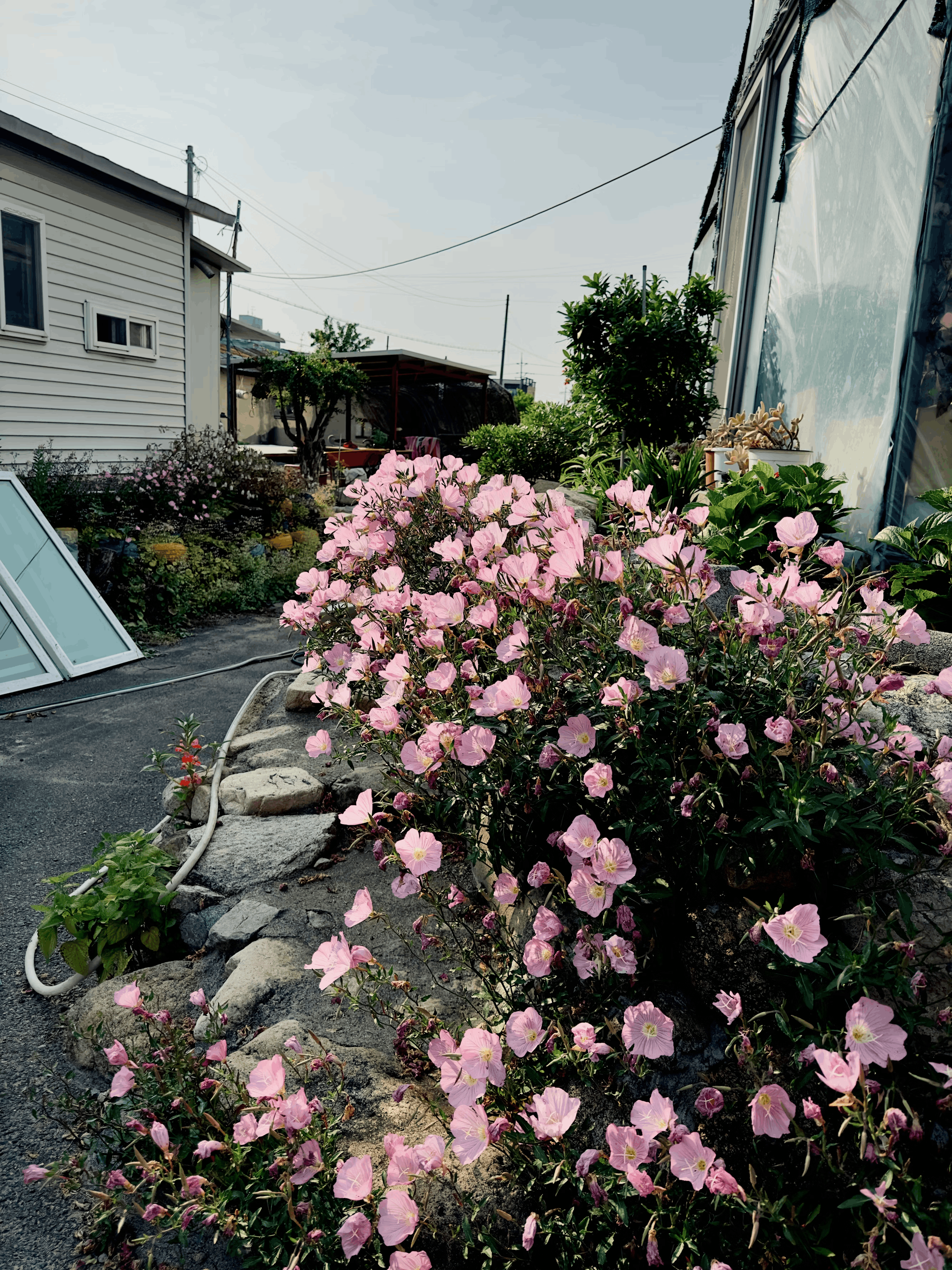 Антонов Давид