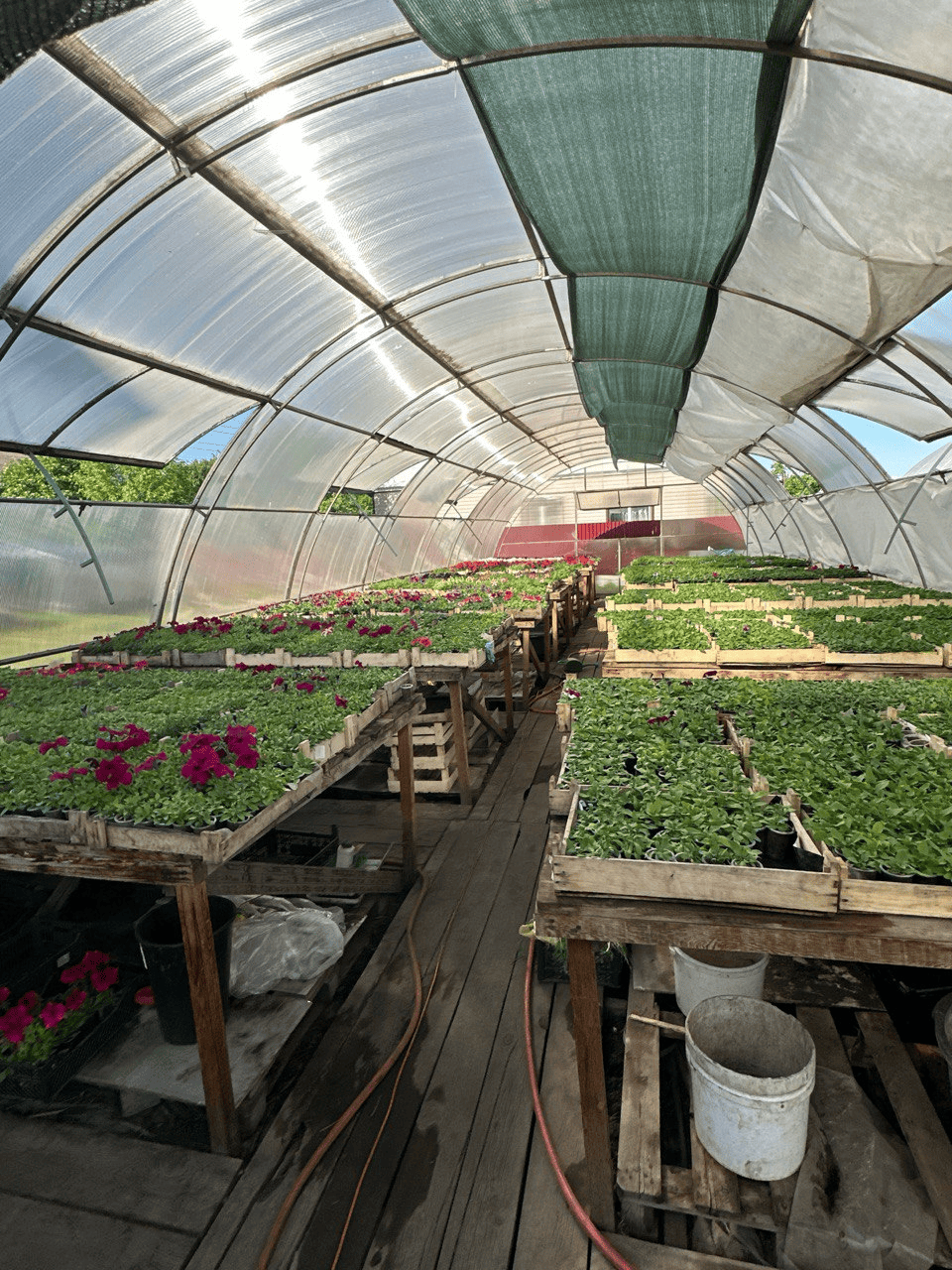 Выращивание рассады цветов в теплице Майского сада
