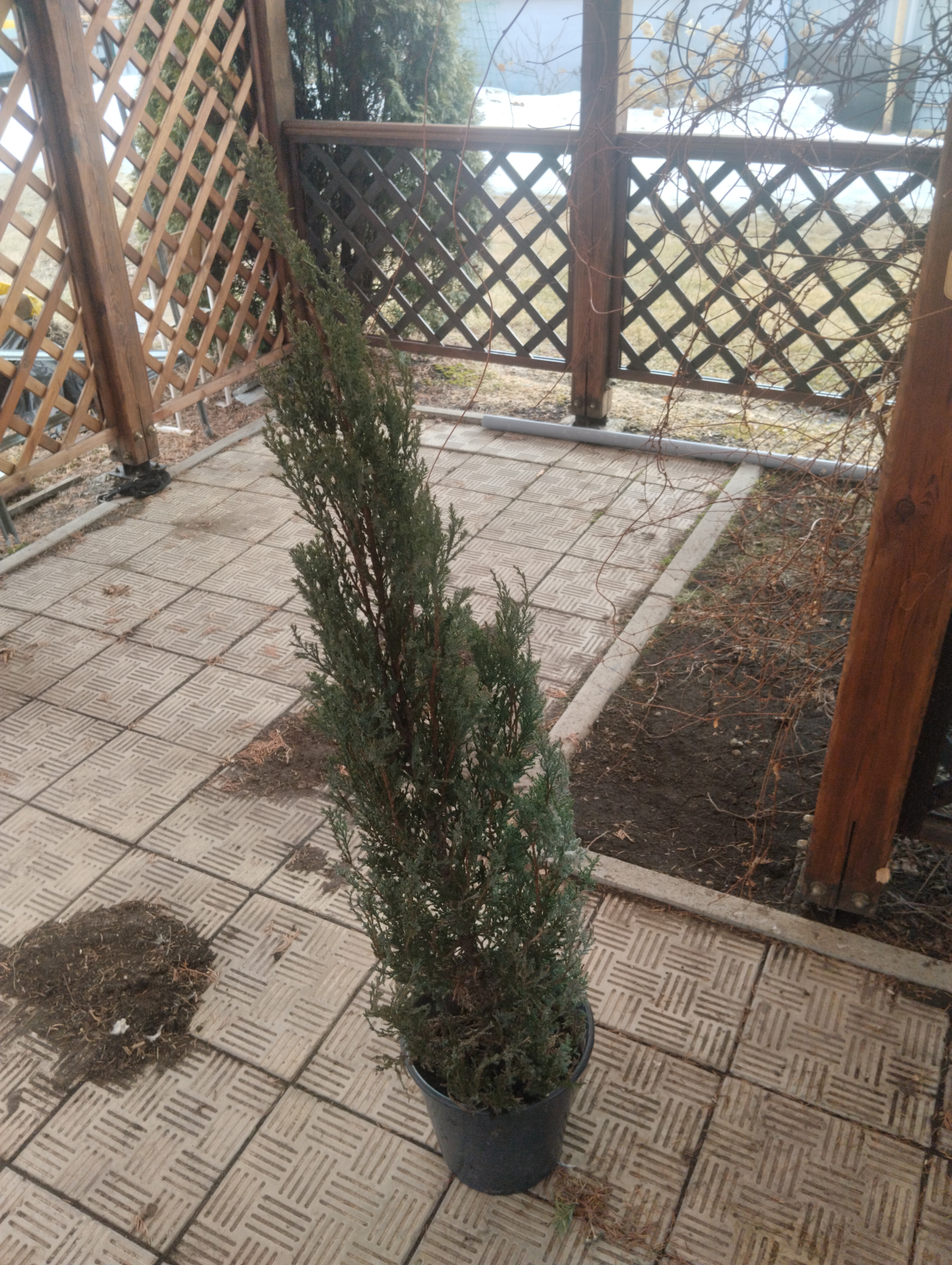 Можжевельник Blue Arrow