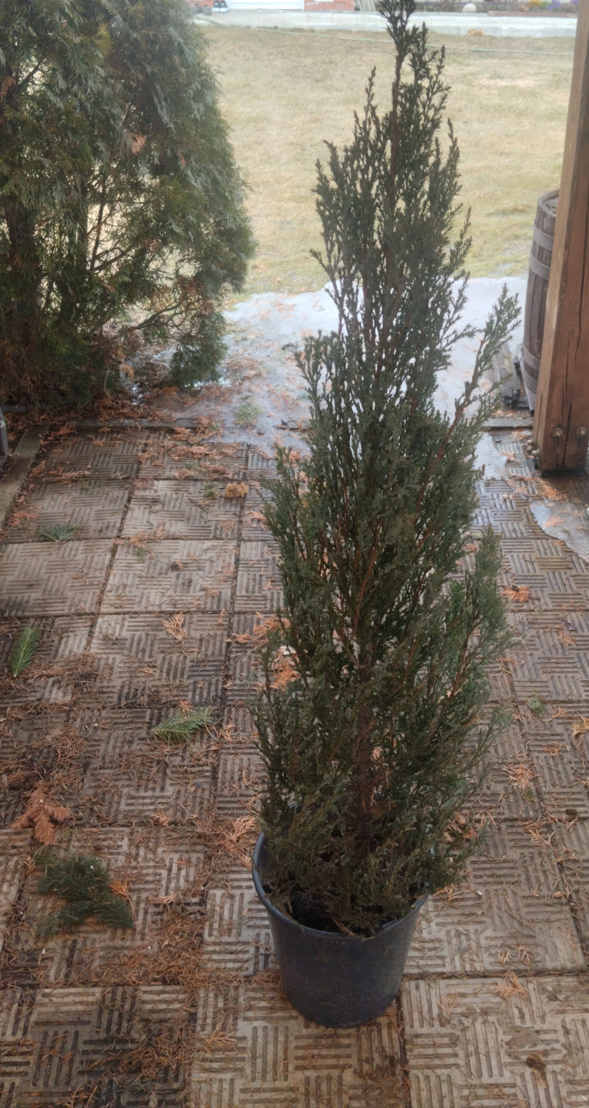 Можжевельник