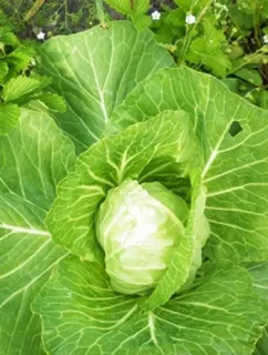 Ранняя точка