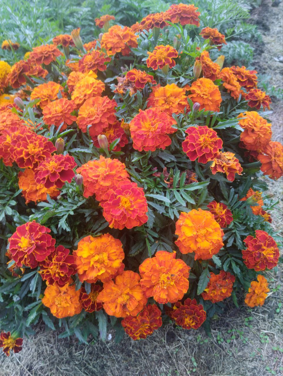 Бархатцы кустовые Вид 1
