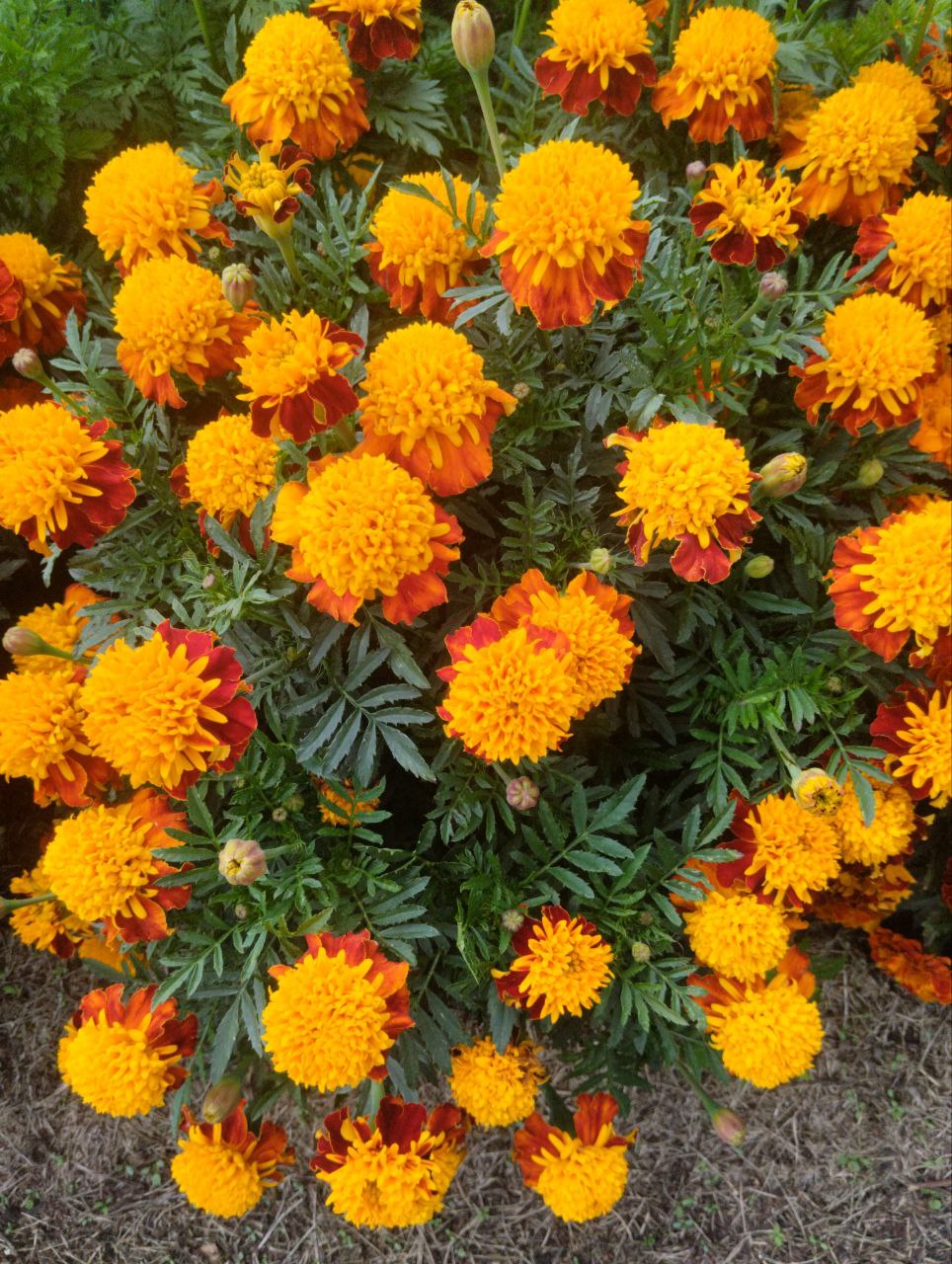 Бархатцы кустовые Тиговый глаз